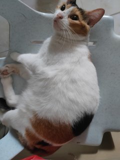 Oyen - Calico + Domestic Short Hair Cat