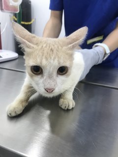 Milk Tea - Domestic Short Hair Cat