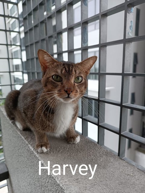 Harvey - Tabby Cat