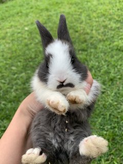 Bunnies - Mini Rex Rabbit