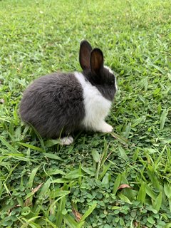 Bunnies - Mini Rex Rabbit