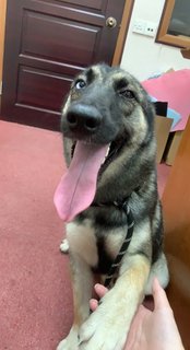 Luna - Husky + Belgian Shepherd Malinois Dog