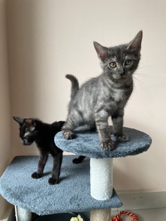 Tobiyo &amp; Shoyo - Domestic Short Hair Cat