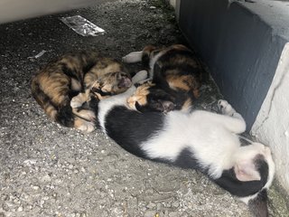 Misai And Babies - Domestic Short Hair Cat