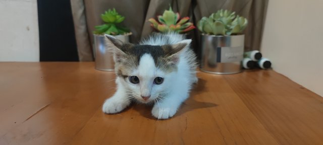 Cutie - Domestic Short Hair Cat