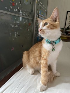 Ponki  - Domestic Medium Hair Cat