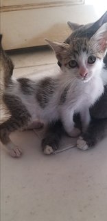 2 Month Female Kitten - Domestic Long Hair Cat