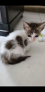 2 Month Female Kitten - Domestic Long Hair Cat