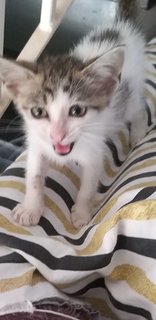 2 Month Female Kitten - Domestic Long Hair Cat