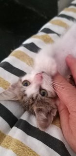 2 Month Female Kitten - Domestic Long Hair Cat