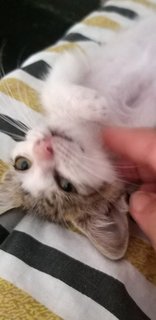 2 Month Female Kitten - Domestic Long Hair Cat