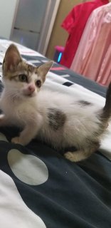 2 Month Female Kitten - Domestic Long Hair Cat