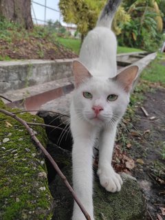 ♂️ Twilight ♂️ - Domestic Short Hair Cat