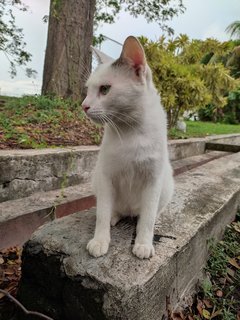 ♂️ Twilight ♂️ - Domestic Short Hair Cat