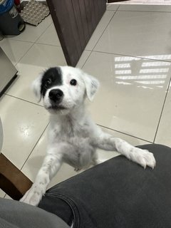 Xiao Bai - Mixed Breed Dog