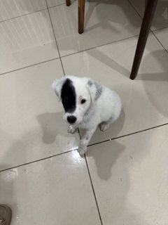 Xiao Bai - Mixed Breed Dog