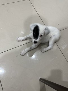 Xiao Bai - Mixed Breed Dog