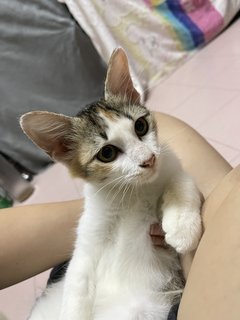 Yebin - Domestic Medium Hair + Calico Cat