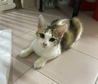 Yebin - Domestic Medium Hair + Calico Cat