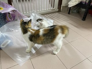 Yebin - Domestic Medium Hair + Calico Cat