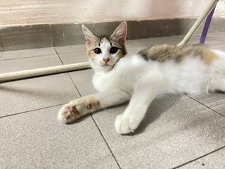 Yebin - Domestic Medium Hair + Calico Cat