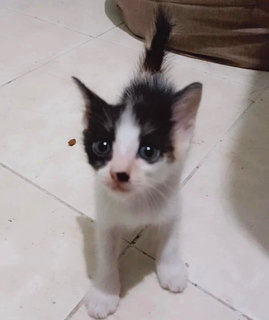 Kajul - Domestic Short Hair + Tuxedo Cat