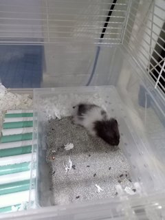 2 Long Haired Panda Hamsters  - Syrian / Golden Hamster Hamster