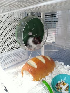 2 Long Haired Panda Hamsters  - Syrian / Golden Hamster Hamster