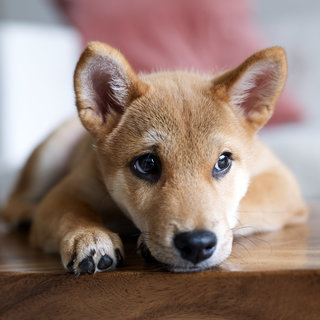 Mugen - Shiba Inu Dog