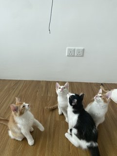 Kaya. Yuna. Mikey. Kai - Domestic Medium Hair Cat