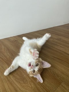 Yuna - Domestic Medium Hair Cat