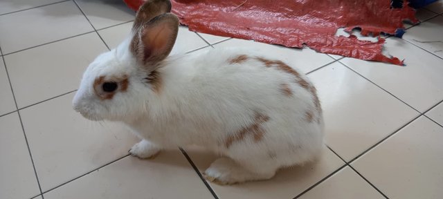 Bella - Angora Rabbit + Lionhead Rabbit