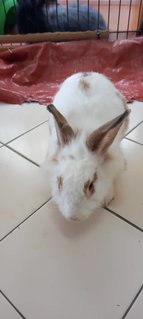 Bella - Angora Rabbit + Lionhead Rabbit