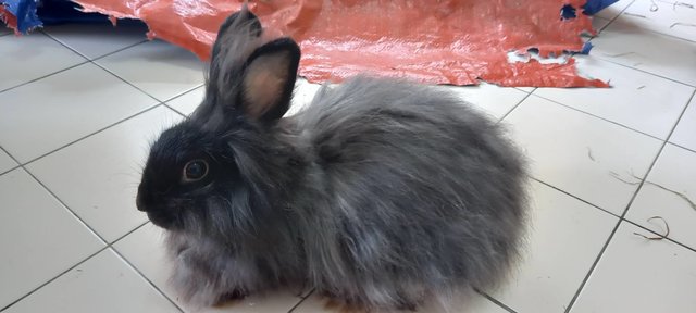 Kuro - Angora Rabbit + Lionhead Rabbit