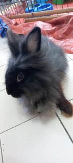 Kuro - Angora Rabbit + Lionhead Rabbit