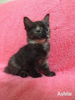 Ashlie &amp; Sofie (Short -tail) - Domestic Medium Hair Cat
