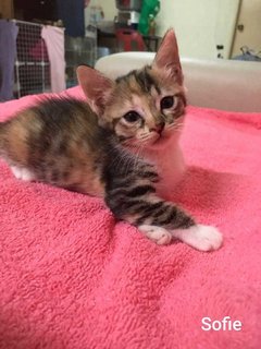 Ashlie &amp; Sofie (Short -tail) - Domestic Medium Hair Cat