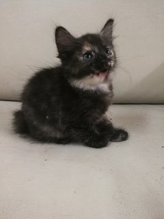 Ashlie &amp; Sofie (Short -tail) - Domestic Medium Hair Cat