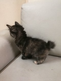 Ashlie &amp; Sofie (Short -tail) - Domestic Medium Hair Cat