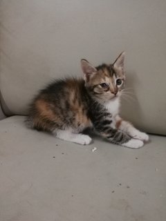 Ashlie &amp; Sofie (Short -tail) - Domestic Medium Hair Cat