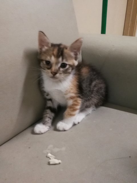 Ashlie &amp; Sofie (Short -tail) - Domestic Medium Hair Cat