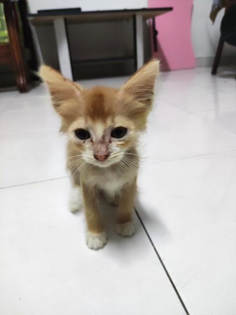 Sock  - Domestic Medium Hair Cat