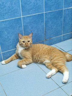 Simba - Domestic Short Hair Cat