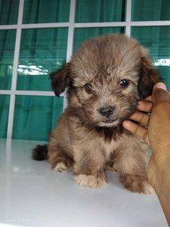 PF121307 - Shih Tzu Mix Dog