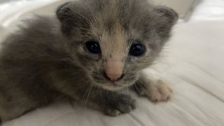 Esther - British Shorthair + Domestic Medium Hair Cat