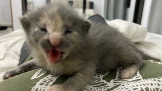 Esther - British Shorthair + Domestic Medium Hair Cat