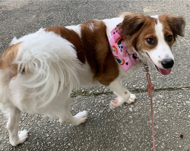 Happy - Mixed Breed Dog