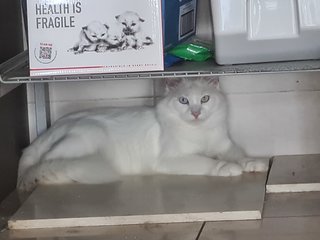 Nova - Turkish Angora Cat