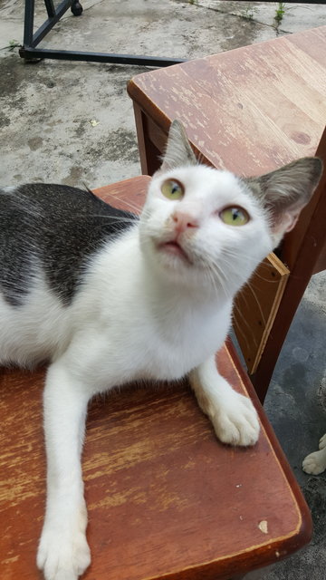 Gray And White - Domestic Short Hair Cat