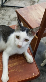 Gray And White - Domestic Short Hair Cat